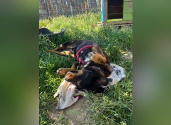 Luli (5) unser lustiger Rottweiler-Mischling