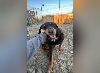 Luli (5) unser lustiger Rottweiler-Mischling