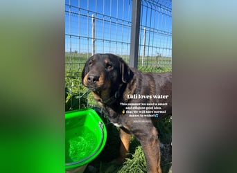 Luli (5) unser lustiger Rottweiler-Mischling