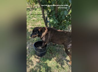 Luli (5) unser lustiger Rottweiler-Mischling
