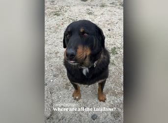 Luli (5) unser lustiger Rottweiler-Mischling
