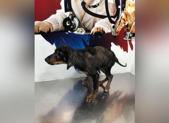 Luli (5) unser lustiger Rottweiler-Mischling