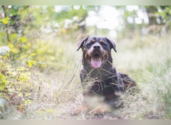 Blacky, Rottweiler, geb. 2015, sucht hundeerfahrene Besitzer mit Grundstück