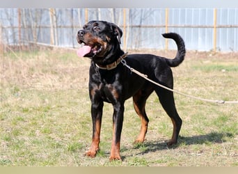 Rico, su. erfahrene Besitzer - gern als Zweithund