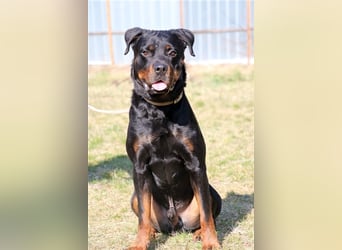 Rico, su. erfahrene Besitzer - gern als Zweithund