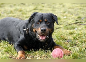 Blacky, Rottweiler, geb. 2015, sucht hundeerfahrene Besitzer mit Grundstück