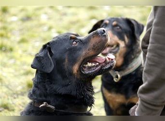 Blacky, Rottweiler, geb. 2015, sucht hundeerfahrene Besitzer mit Grundstück