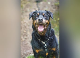 Blacky, Rottweiler, geb. 2015, sucht hundeerfahrene Besitzer mit Grundstück