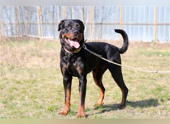 Rico, su. erfahrene Besitzer - gern als Zweithund