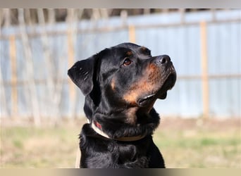 Rico, su. erfahrene Besitzer - gern als Zweithund