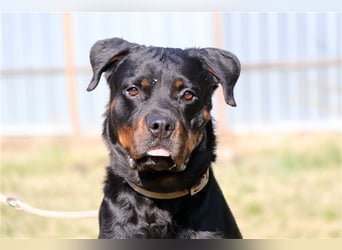 Rico, su. erfahrene Besitzer - gern als Zweithund