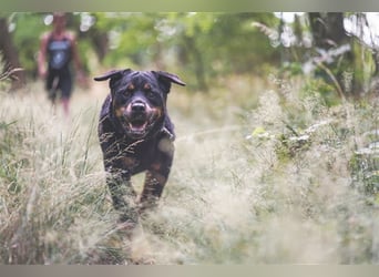 Blacky, Rottweiler, geb. 2015, sucht hundeerfahrene Besitzer mit Grundstück