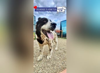 Sanftmütiger Riese sucht sein Zuhause