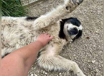 Sanftmütiger Riese sucht sein Zuhause