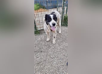 Sanftmütiger Riese sucht sein Zuhause