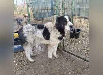 Sanftmütiger Riese sucht sein Zuhause