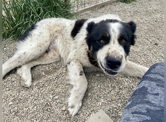 Sanftmütiger Riese sucht sein Zuhause