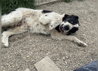 Sanftmütiger Riese sucht sein Zuhause