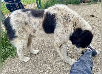 Sanftmütiger Riese sucht sein Zuhause