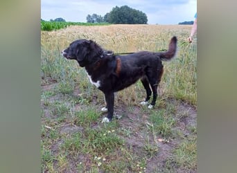 Nana - sozialverträgliche, aber wachsame Hündin