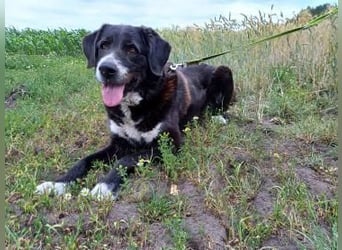 Nana - sozialverträgliche, aber wachsame Hündin