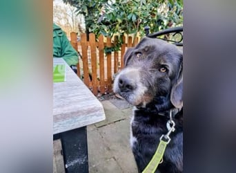 Nana - sozialverträgliche, aber wachsame Hündin