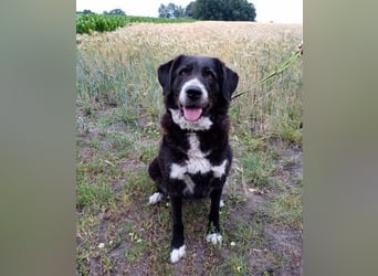 Nana - sozialverträgliche, aber wachsame Hündin