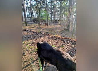 Nana - sozialverträgliche, aber wachsame Hündin