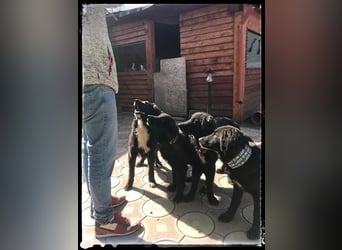 Snickers - verschmuster Herdi-Mix wartet auf ein passendes Zuhause