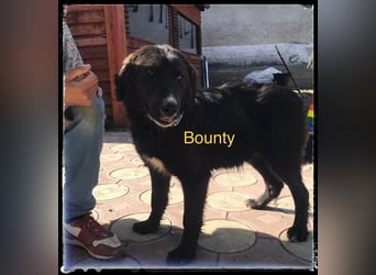Bounty - der verschmuste Rüde wartet auf die richtigen Menschen