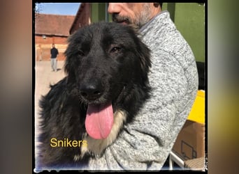 Snickers - verschmuster Herdi-Mix wartet auf ein passendes Zuhause
