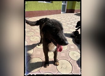 Snickers - verschmuster Herdi-Mix wartet auf ein passendes Zuhause