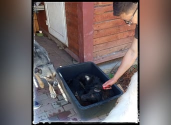 Snickers - verschmuster Herdi-Mix wartet auf ein passendes Zuhause