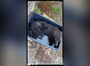 Snickers - verschmuster Herdi-Mix wartet auf ein passendes Zuhause