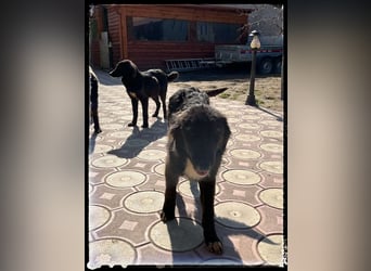 Snickers - verschmuster Herdi-Mix wartet auf ein passendes Zuhause