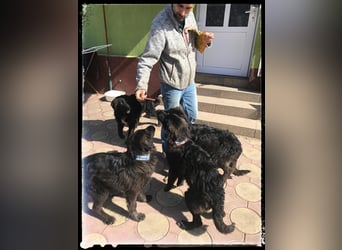 Snickers - verschmuster Herdi-Mix wartet auf ein passendes Zuhause