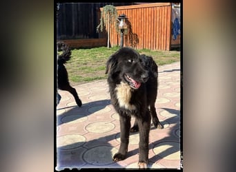Snickers - verschmuster Herdi-Mix wartet auf ein passendes Zuhause