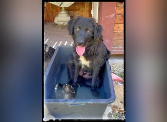 Snickers - verschmuster Herdi-Mix wartet auf ein passendes Zuhause