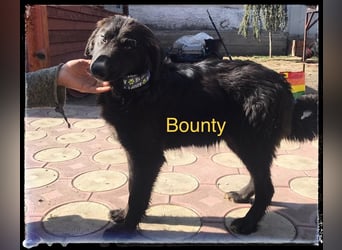 Bounty - der verschmuste Rüde wartet auf die richtigen Menschen