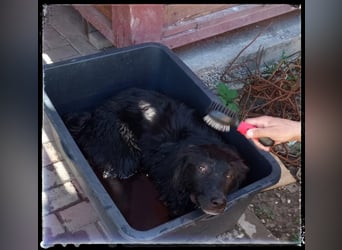 Snickers - verschmuster Herdi-Mix wartet auf ein passendes Zuhause