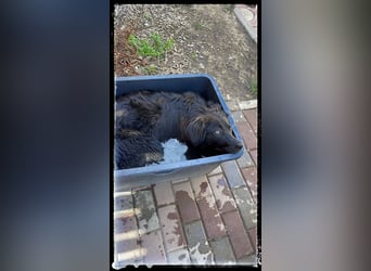 Snickers - verschmuster Herdi-Mix wartet auf ein passendes Zuhause
