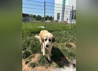 Der sanfte Cano sucht seine Familie