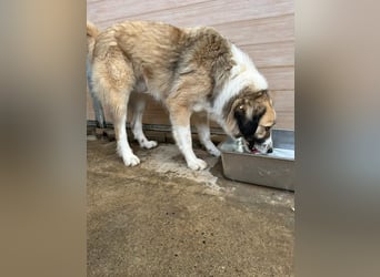 Der sanfte Cano sucht seine Familie