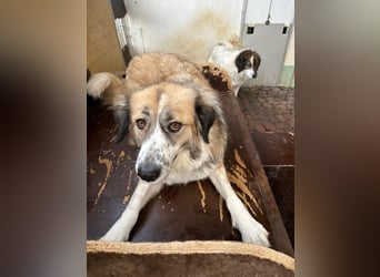Der sanfte Cano sucht seine Familie
