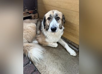Der sanfte Cano sucht seine Familie