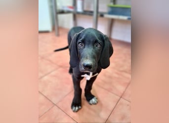 CHANDLER-sanft, respektvoll, zu allen absolut unbekümmert, aufgeschlossen. sucht sein Zuhause