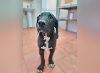 CHANDLER-sanft, respektvoll, zu allen absolut unbekümmert, aufgeschlossen. sucht sein Zuhause