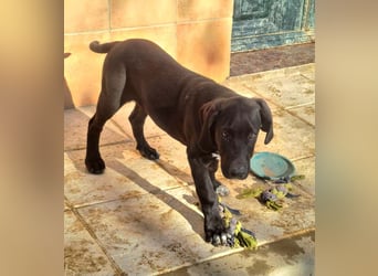 CHANDLER-sanft, respektvoll, zu allen absolut unbekümmert, aufgeschlossen. sucht sein Zuhause