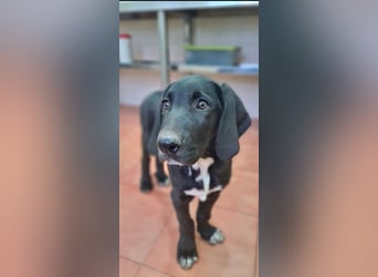 CHANDLER-sanft, respektvoll, zu allen absolut unbekümmert, aufgeschlossen. sucht sein Zuhause