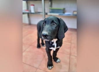 CHANDLER-sanft, respektvoll, zu allen absolut unbekümmert, aufgeschlossen. sucht sein Zuhause